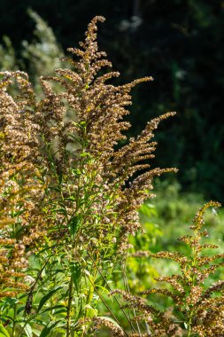 Sonbaharda Solidago Altissima 'nın yabani çiçekleri.