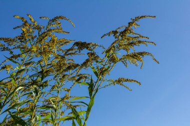 Sonbaharda Solidago Altissima 'nın yabani çiçekleri.