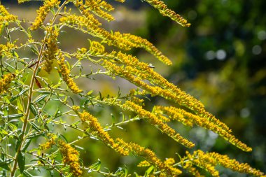 Sonbaharda Solidago Altissima 'nın yabani çiçekleri.