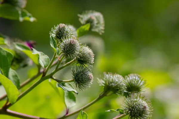 Arctium lappa - Genç burdock yazın başında ayrılıyor.
