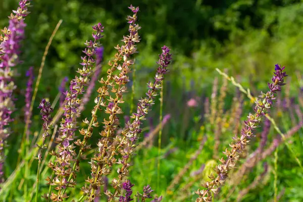 Lacivert çiçekler, Salvia nemorosa Ostfriesland. Uzun mor çiçek. Salvia, Nepeta. Balkan Clary - Salvia sylvestris.