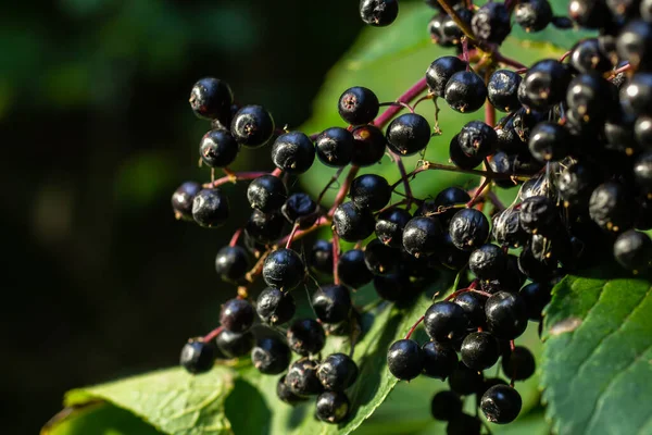 Cluster of black elderberries Sambucus. Elderberry bush with berries.