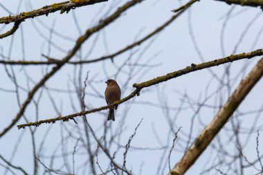 Sıradan bir papatya çamı ağaçta oturur. Vahşi yaşamın güzel ötücü kuşu papatya çayı. Sıradan ispinoz mu yoksa latin adı Fringilla Coelebs mi?.