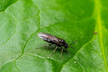 Aquilegia testere sineği aynı zamanda testereli testere pristiforası da denir. Bahçelerde kuş üzümü ve bektaşi üzümü ve ekili tarlalarda yaygın olarak görülür..