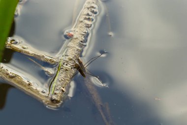 Böcek Gerris lacustris, Avrupa 'da su yüzeyinde hızlı hareket edebilme ve hidrofobik bacaklara sahip bir su yürüyüşçüsü türüdür..