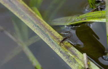 Böcek Gerris lacustris, Avrupa 'da su yüzeyinde hızlı hareket edebilme ve hidrofobik bacaklara sahip bir su yürüyüşçüsü türüdür..