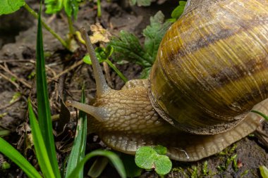 Helix pomatia ayrıca Romalı salyangoz, Burgundy salyangozu, yenilebilir salyangoz veya salyangoz, Helicidae familyasından bir karasal pulmonat yumuşakçasıdır..