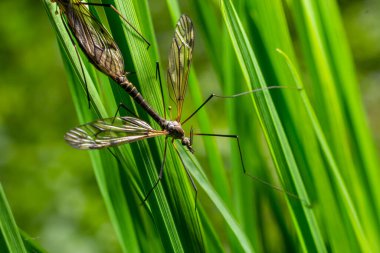 Turna sineği Tipula Maxima yazın başında bir ısırgan otunun üzerinde dinleniyor..