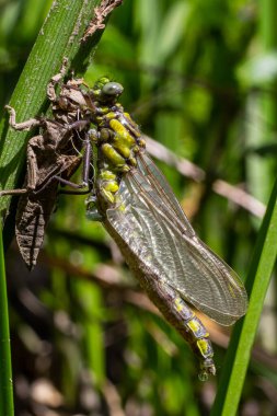 Larva yusufçuğu gri kabuğu. Gomphus vulgatissimus 'un Nymphal Exuvia' sı. Exuvia 'dan sarkan beyaz iplikler trakeae çizgileri. Exuviae, kuru dış kaplama çimen yaprağı üzerinde.