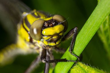 Larva yusufçuğu gri kabuğu. Gomphus vulgatissimus 'un Nymphal Exuvia' sı. Exuvia 'dan sarkan beyaz iplikler trakeae çizgileri. Exuviae, kuru dış kaplama çimen yaprağı üzerinde.