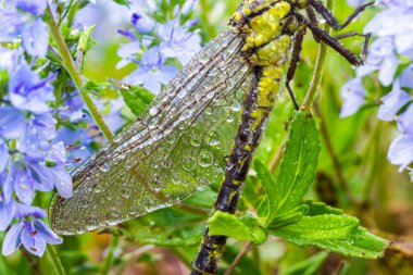 Dragonfly Gomphus vulgatissimus yeşil arka plan makro görüntüsünün önünde çiğ tanesiyle. Kanatlarda. Güneşli bir yaz sabahının mavi çiçekleri.