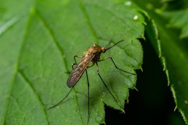 makro normal dişi sivrisinek yeşil yaprak üzerinde izole.