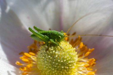 Yeşil çekirge Tettigonia bir çiçek, vahşi yaşam, makro.