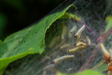Kuş-kiraz erminli larva grubu Yponomeuta evonymella pupa sıkıca paketlenmiş, ağaç gövdesinde beyaz ağ ve yazın yeşil yaprakların arasında dallar..