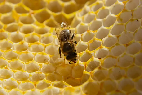 Beautiful honeycomb with bees close-up. A swarm of bees crawls through the combs collecting honey. Beekeeping, wholesome food for health.