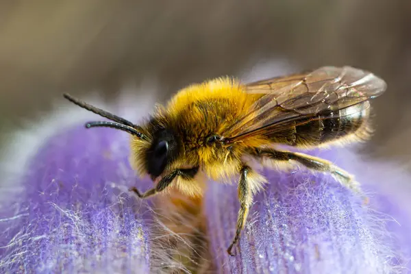 A bee collects pollen near a flower. A bee flies over a flower in a blur background.