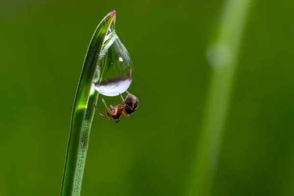 spider sits on green grass in dew drops. small black spider on the grass after rain, close-up. blurred green background, place for text.