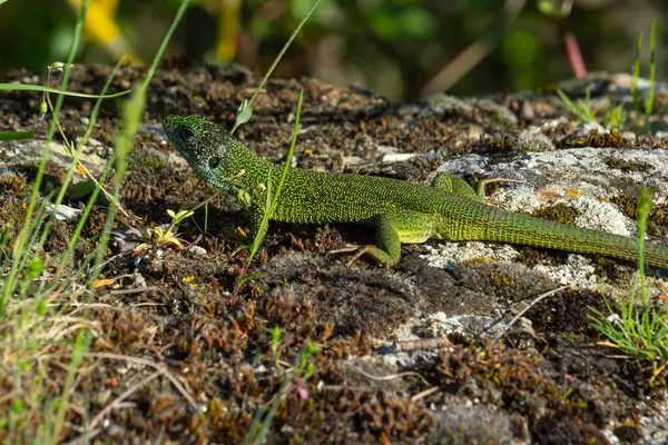 stock image European green lizard Lacerta viridis emerging from the grass exposing its beautiful colors.