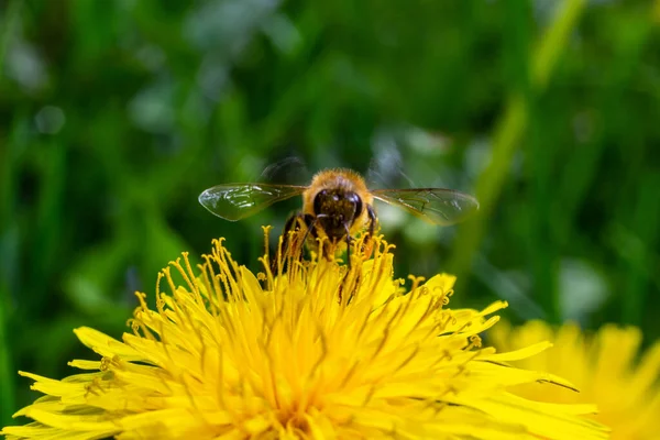 A bee collects pollen near a flower. A bee flies over a flower in a blur background.