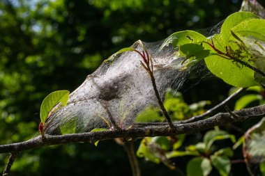 Kuş-kiraz erminli larva grubu Yponomeuta evonymella pupa sıkıca paketlenmiş, ağaç gövdesinde beyaz ağ ve yazın yeşil yaprakların arasında dallar..