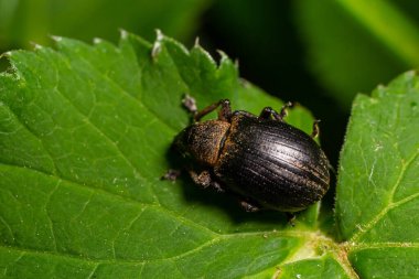 Bir yaprak üzerinde dinlenme bir burun böcek makro.