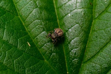 Baharda Yaprak Üstünde Sıçrayan Örümcek.