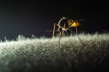 Sivrisinek makrosu kanı emer, sivrisinek ağızla elbiseyi delip geçer, sivrisinekler insan ve hayvan hastalıklarını taşır, seçici bir odak noktasıdır..