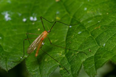 Limonidae familyasındaki leylek sineği, turuncu renkli, uzun yapışkan bacaklı ve büyük siyah gözlü çok küçük bir gövdeye sahiptir..