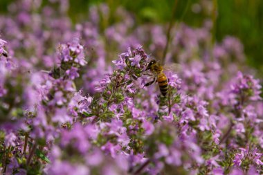 Bir arı bir çiçeğin yanında polen toplar. Bulanık bir arka planda bir arı çiçeğin üzerinden uçar.
