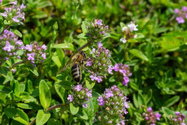 Bir arı bir çiçeğin yanında polen toplar. Bulanık bir arka planda bir arı çiçeğin üzerinden uçar.