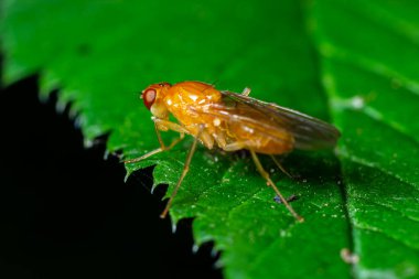 Erkek meyve sineği Drosophila Melanogaster yeşil yapraklı bir yaprak üzerinde oturuyor..