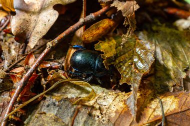 Dünya 'nın sıkıcı bok böcekleri, Anoplotes stercorosus' u parçaladı.