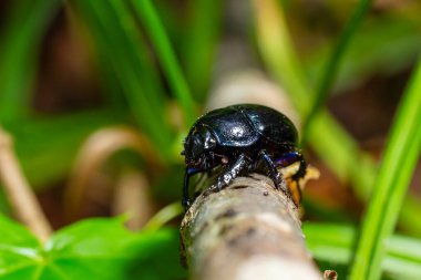 Dünya 'nın sıkıcı bok böcekleri, Anoplotes stercorosus' u parçaladı.