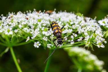 Benekli bir uzun boynuzlu böceğe yakın çekim, Leptura maculata vahşi bir havucun beyaz çiçeğine, Daucus carota.