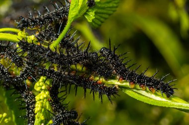 Avrupa tavus kuşu kelebeğinin tırtılları ile beslenirler..