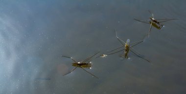 Gerris lacustris 'in ya da sıradan bir göl patencisinin yakın plan fotoğrafı..