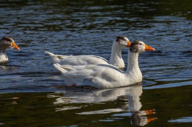 Evcil kaz, insanların etleri, yumurtaları ya da tüyleri için evcilleştirdikleri ve sakladıkları bir kazdır. Evcil kazlar yabani kır kazlarından seçici üreme yoluyla türetilmiştir. .