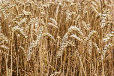 Kırsal alan. Olgunlaşan buğday tarlası ve güneş ışığının arka planı. Ekin tarlası. Seçici odaklanma. Alan manzarası.