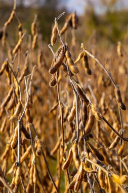Soya fasulyesi tarlası. Gün batımında olgun altın sarısı soya fasulyesi kabukları. Altın parıltıda soya fasulyesi tarlası. Bulanık arka plan, sığ alan derinliği iyi hasat kavramı. Makro.