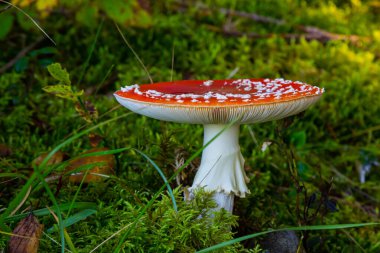 Doğada zehirli bir mantarın yakın plan çekimi. Uç Amanita Muscaria Mantarı.