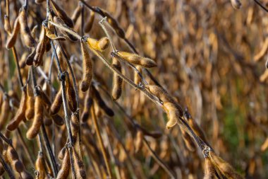 Soya fasulyesi makrosu. Soya fasulyesi hasadı, tarım baklagilleri. Soya fasulyesi tarlası - kuru soya kabuğu.