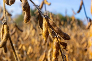 Soya fasulyesi tarlası. Gün batımında olgun altın sarısı soya fasulyesi kabukları. Altın parıltıda soya fasulyesi tarlası. Bulanık arka plan, sığ alan derinliği iyi hasat kavramı. Makro.
