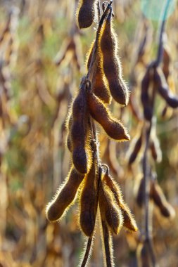 Soya fasulyesi makrosu. Soya fasulyesi hasadı, tarım baklagilleri. Soya fasulyesi tarlası - kuru soya kabuğu.