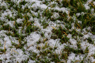 Green grass under first white snow background, pattern texture for use in print design.
