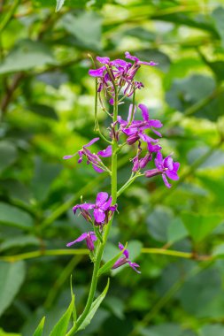 Hesperis matronalis ya da yaz menekşesi, sutyengiller familyasının uzun ömürlü ya da iki yıllıklarından biri. Mor gilliflower Hesperis matronalis 'e yakın plan..