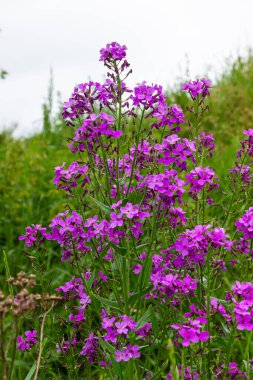 Hesperis matronalis ya da yaz menekşesi, sutyengiller familyasının uzun ömürlü ya da iki yıllıklarından biri. Mor gilliflower Hesperis matronalis 'e yakın plan..