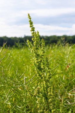 Rumex Konferansı 'nın bir parçası. Kökünde kuru tohumlarla vahşi doğada yetişiyor..