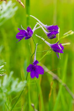 Vahşi Delphinium ya da Consolida Regalis, çatallanma ya da roket larkspur olarak bilinir. Tarla faresi, Ranunculaceae familyasının çiçek açan otçul bitkisidir. Parlak menekşe çiçekli floresan.