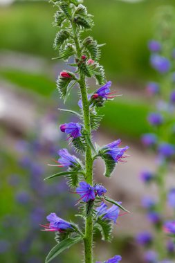 Viper 'ın böcek ilacı ya da yabani ot Echium vulgare doğal yeşil arka planda çayırda çiçek açıyor. Makro. Seçici odaklanma. Ön görünüm.