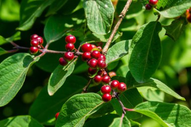 Festive Holiday Honeysuckle Branch with Red Berries Lonicera xylosteum.